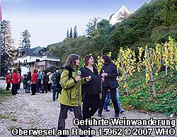 Zur Zeit der Weinlese der Weingüter im Goldener Weinherbst im Oktober ist das Weinwandern entlang der Weinsteige am Mittelrhein besonders interessant, wenn man bei der Weinbergführung die Traubenlese beobachten kann.