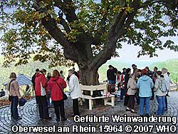 Am Ziel der Wanderung – auf Wunsch 2 Stunden oder auch als Tagestour – vom Sieben-Jungfrauen-Blick hat man eine schöne Aussicht auf die Umgebung im Rheintal und den rechtsrheinisch gelegenen Rheinsteig.