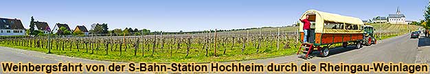 Weinbergsfahrten bei Hochheim am Main von der S-Bahn-Station Hochheim-Sd durch die Weinlagen im Rheingau.