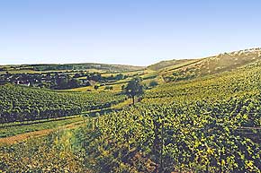 Weinwanderung mit Weinprobe im Weinberg durch die Weinberge bei Mandel 