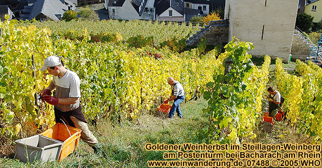 Goldener Weinherbst im Weinberg am Postenturm bei Bacharach am Rhein