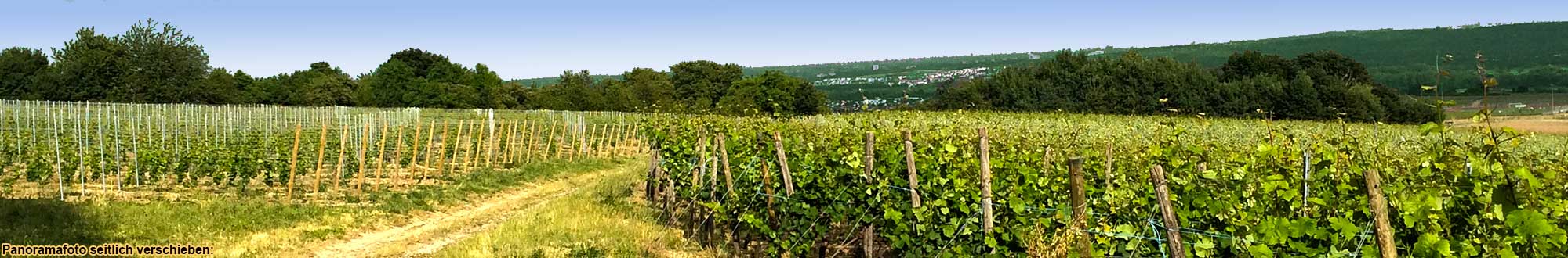 Rheingau-Weinwanderung bei Eltville im Rheingau mit Weinprobe 