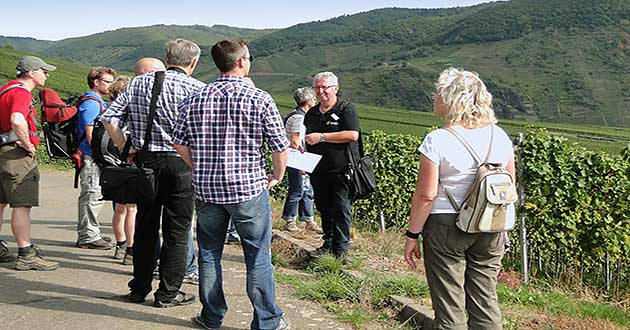 Weinwanderung durch die Weinberge an der Mosel bei Ellenz-Poltersdorf in der Nähe von Cochem