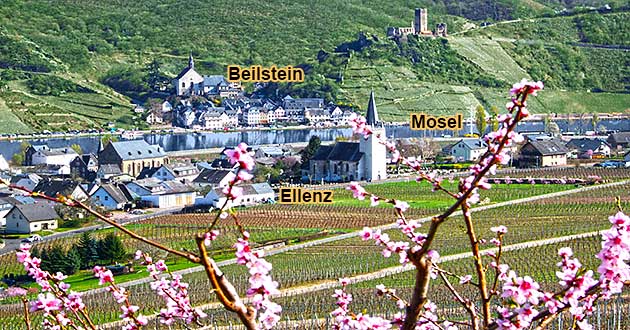 Blick auf Ellenz und das gegenber liegende Beilstein bei der Weinwanderung durch die Weinberge an der Mosel