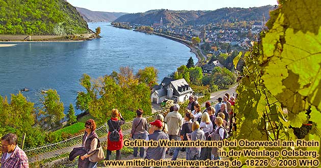 Weinwanderung bei Oberwesel am Rhein in der Weinlage Oelsberg beim Mittelrhein-Weinwandertag