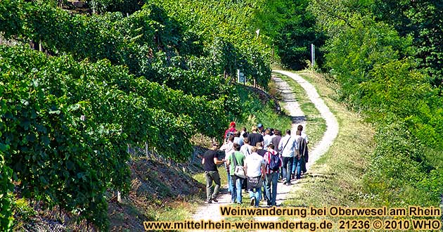 Weinwanderung durch die Weinbergslage Oberweseler Oelsberg.