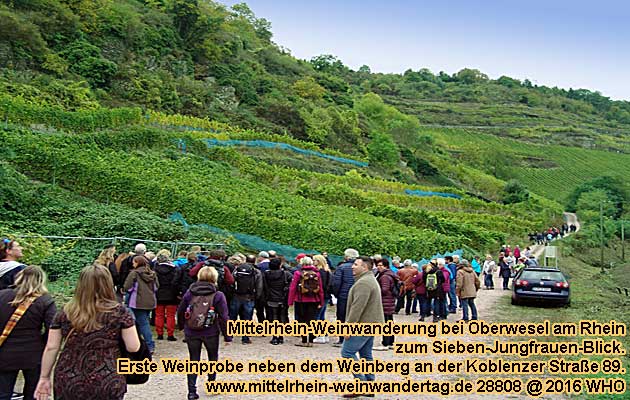 Mittelrhein-Weinwanderung zum Sieben-Jungfrauen-Blick auf Oberwesel am Rhein. Zweite Weinprobe am Aussichtspunkt "Steinbruch Lambrich".Mittelrhein-Weinwandertag.