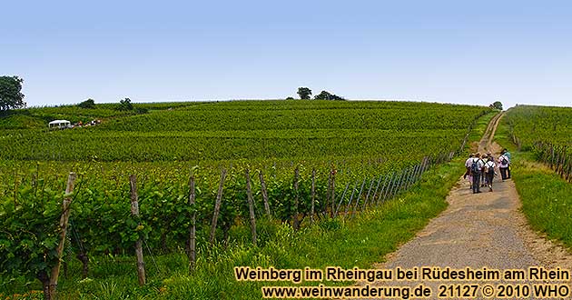 Weinwanderung bei Rüdesheim im Rheingau
