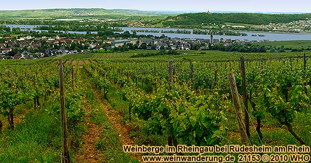 Blick von den Weinbergen auf Rüdesheim am Rhein