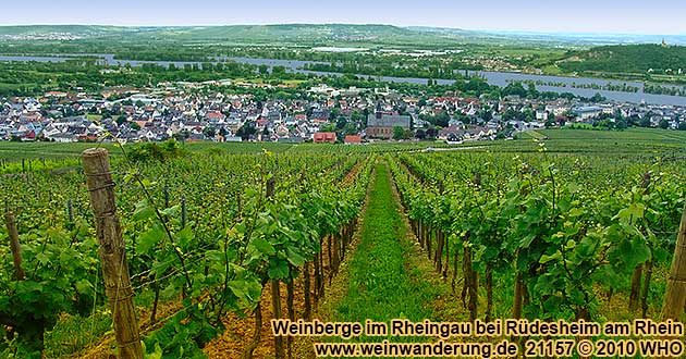 Blick von den Weinbergen auf Rdesheim am Rhein