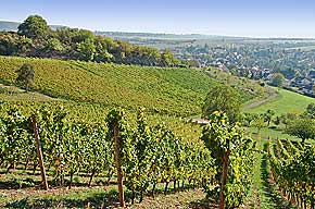 Weinwanderung mit Weinprobe im Weinberg durch die Weinberge bei Mandel 